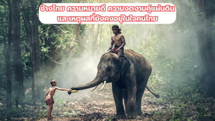 ช้างไทย